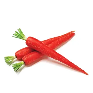 Carrot Red