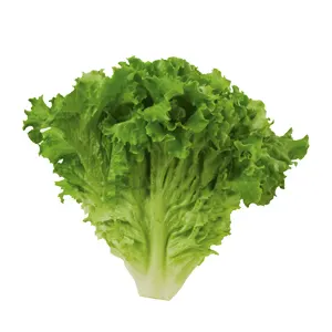 Lettuce-green