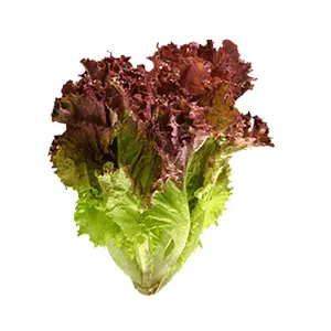 Lettuce-red