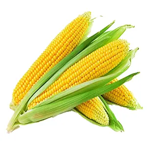 Sweet-Corn-fresh