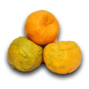 orange-rajasthan