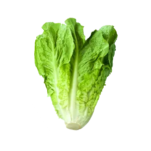 Romaine-lettuce-online